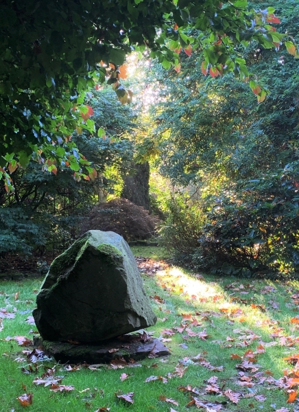 Weeping Ash Garden